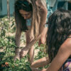 ragazze raccolgono pomodori dall'orto durante l'evento tspace 'quinta da nina rose'